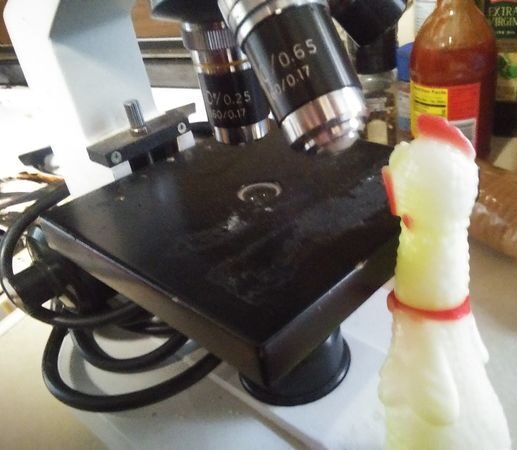 Chick-o, my pet squeaky chicken, is looking intently at a microscope.