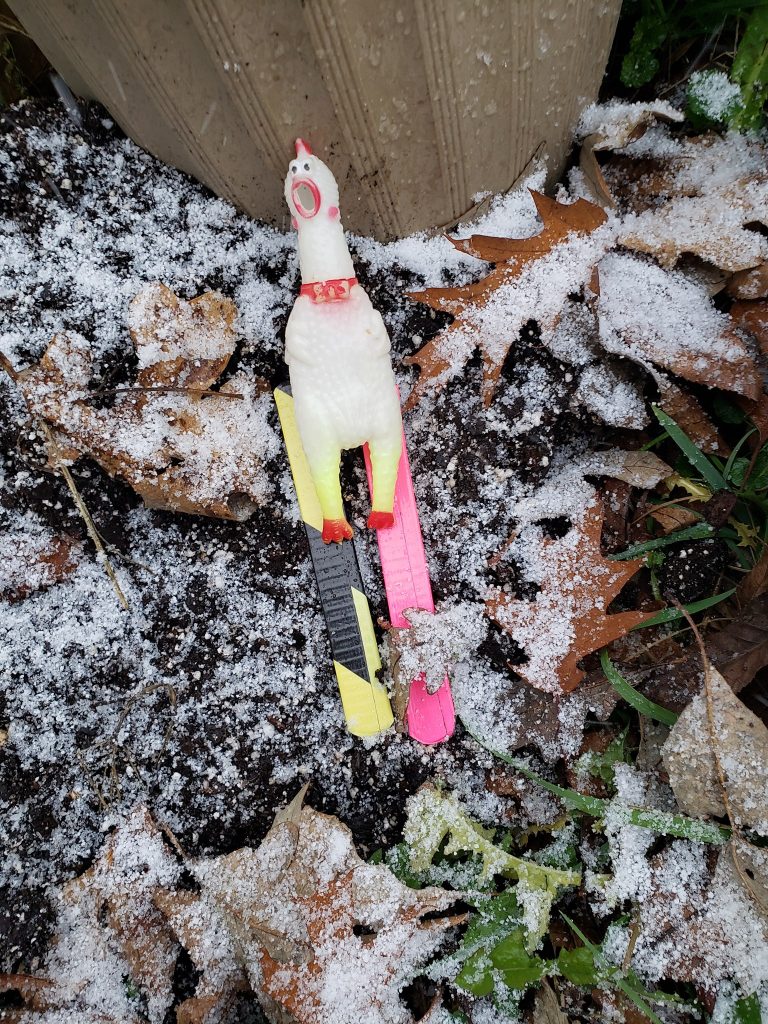 Chick-o, a rubber chicken, is on 2 skis, 1 yellow and black, the other pink in front of a planters pot outside with a background of snowy leaves