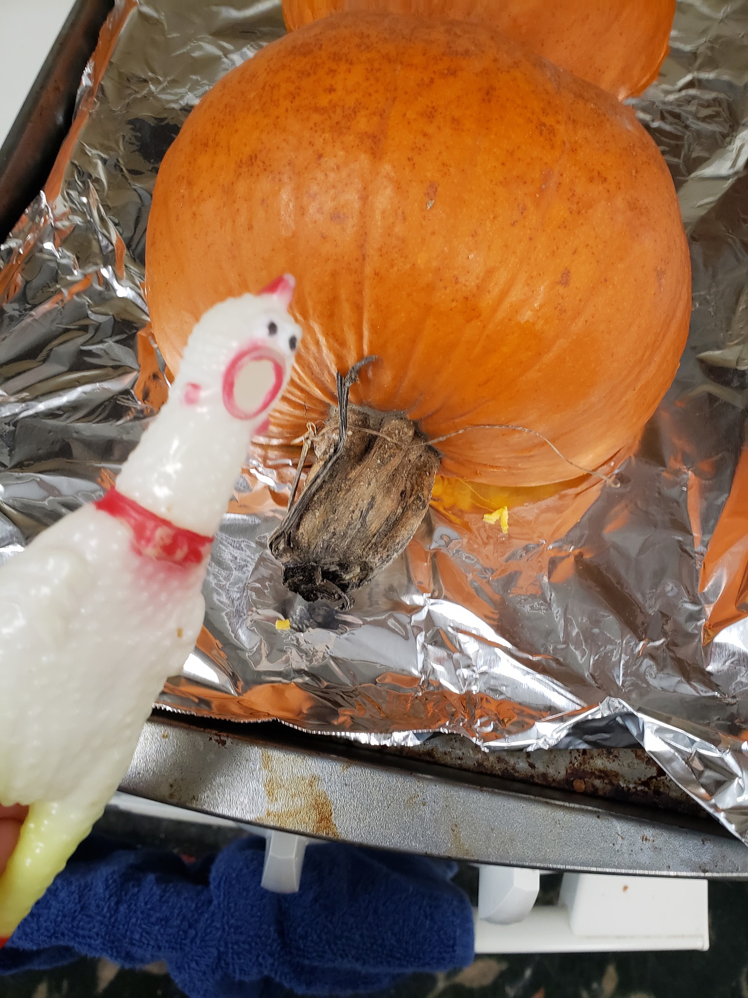 Chick-o, my pet rubber chicken, helped make sure the pumpkin was cooked.