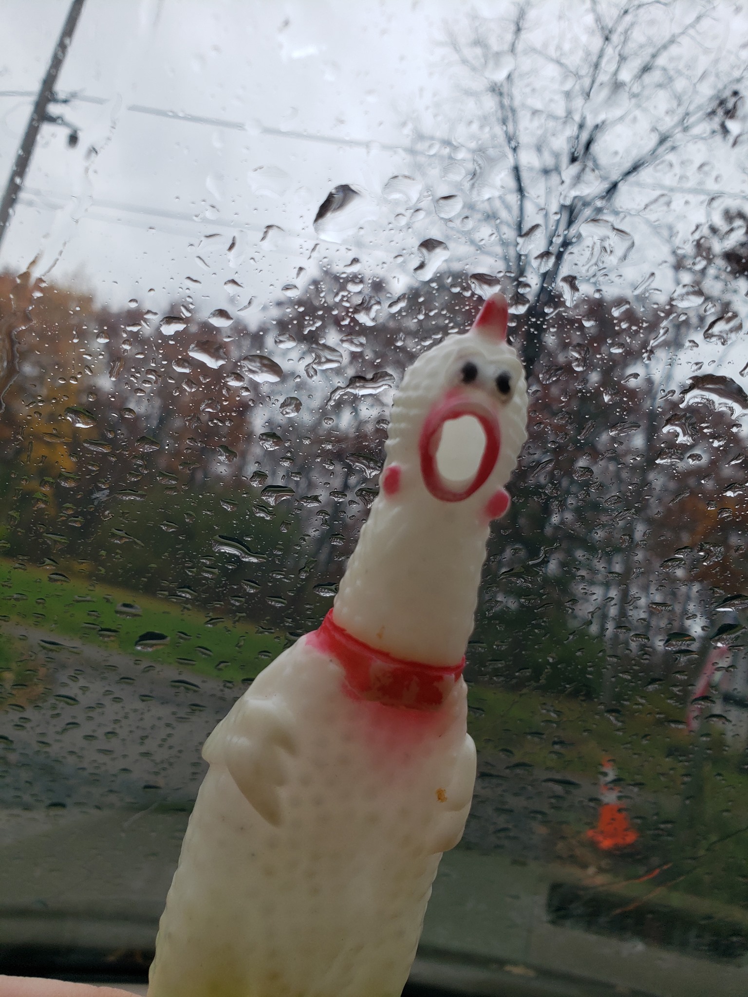 Chick-o, my pet rubber chicken, is looking outside at the rainy weather