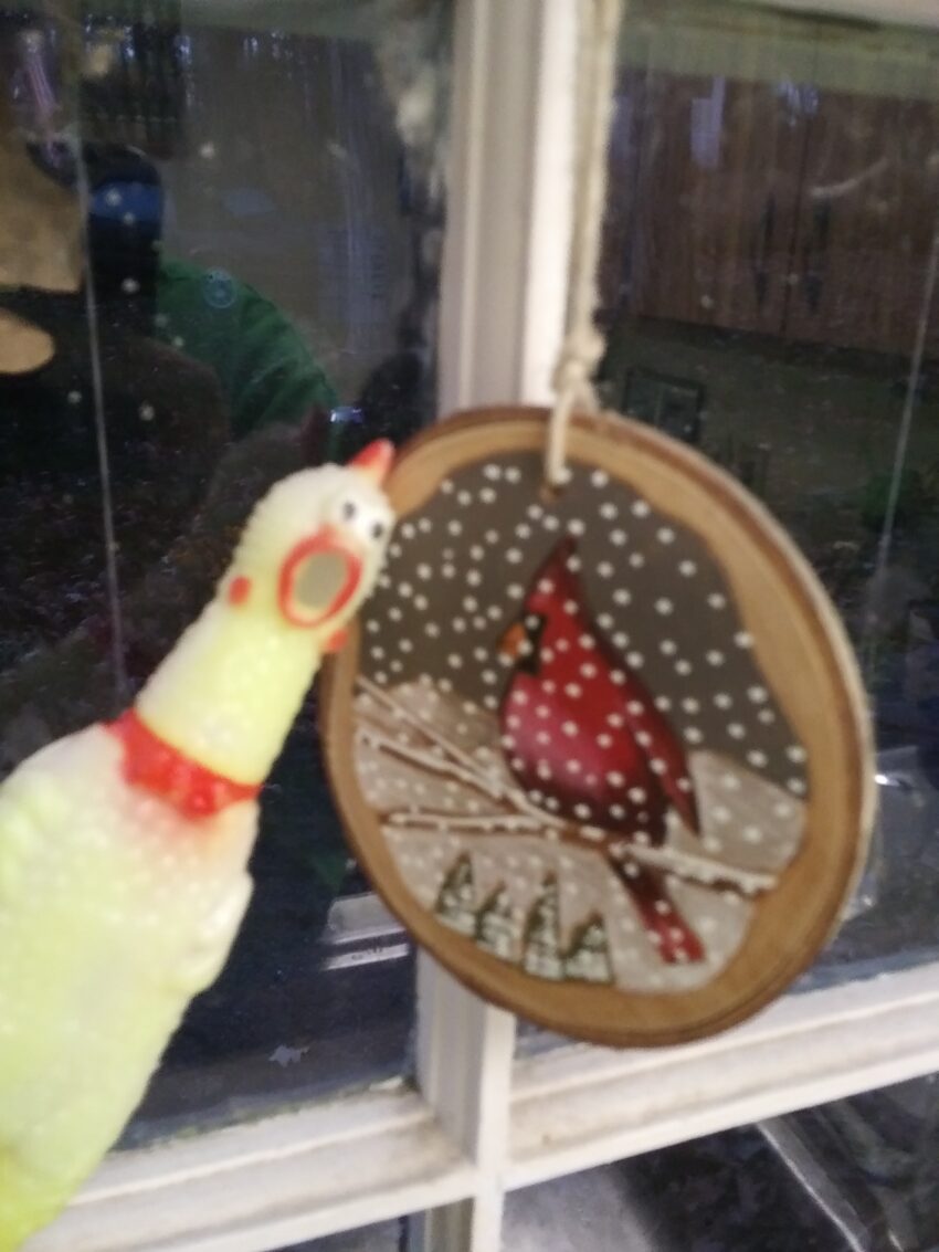 Chick-o, a rubber chicken, is posing next to a Christmas ornament